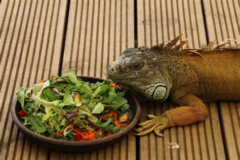 que comen las iguanas - liderium para que sirve